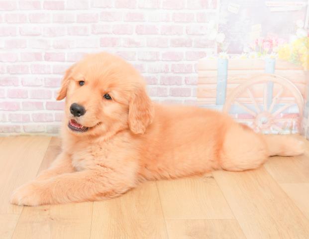 青森県のゴールデンレトリバー (Coo&RIKU八戸店/2025年11月9日生まれ/男の子/ゴールド)の子犬の2枚目の画像