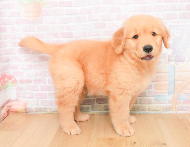 青森県のゴールデンレトリバー (Coo&RIKU八戸店/2025年11月9日生まれ/男の子/ゴールド)の子犬の3枚目の画像