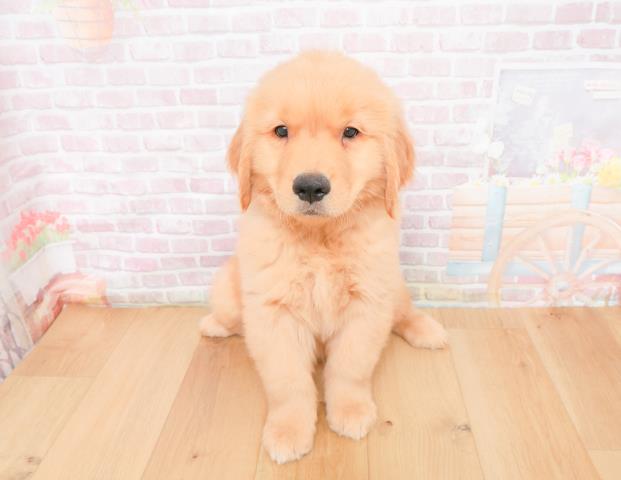 ゴールデン・レトリバー