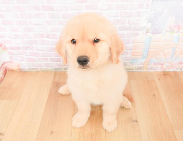 ゴールデン・レトリバー