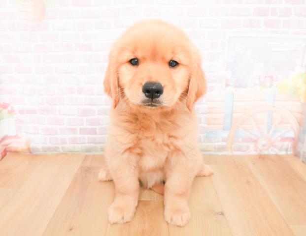 ゴールデン・レトリバー