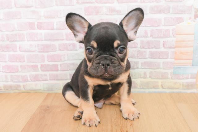 青森県のフレンチブルドッグ (Coo&RIKU青森店/2025年11月9日生まれ/男の子/ブラックタン)の子犬の1枚目の画像