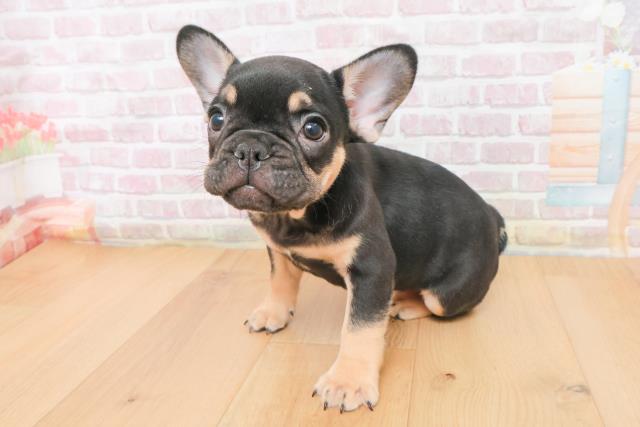 青森県のフレンチブルドッグ (Coo&RIKU青森店/2025年11月9日生まれ/男の子/ブラックタン)の子犬の2枚目の画像