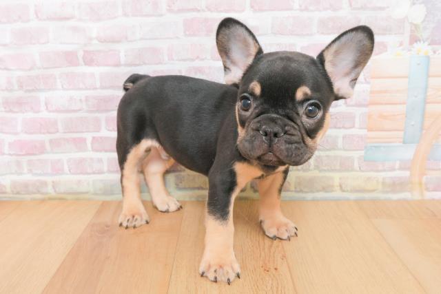 青森県のフレンチブルドッグ (Coo&RIKU青森店/2025年11月9日生まれ/男の子/ブラックタン)の子犬の3枚目の画像