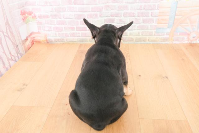 青森県のフレンチブルドッグ (Coo&RIKU青森店/2025年11月9日生まれ/男の子/ブラックタン)の子犬の4枚目の画像