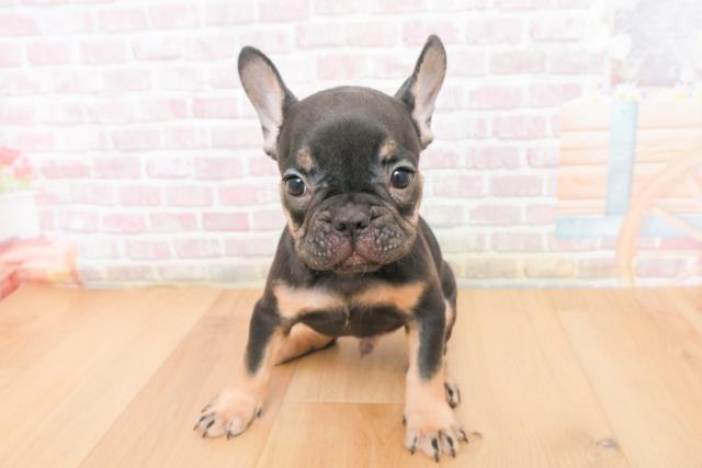 青森県のフレンチブルドッグ (Coo&RIKU弘前店/2025年11月9日生まれ/男の子/ブラックタン)の子犬の1枚目の画像