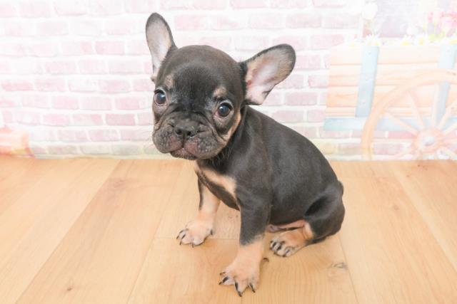 青森県のフレンチブルドッグ (Coo&RIKU弘前店/2025年11月9日生まれ/男の子/ブラックタン)の子犬の2枚目の画像