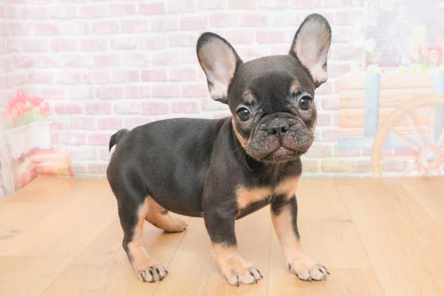 青森県のフレンチブルドッグ (Coo&RIKU弘前店/2025年11月9日生まれ/男の子/ブラックタン)の子犬の3枚目の画像