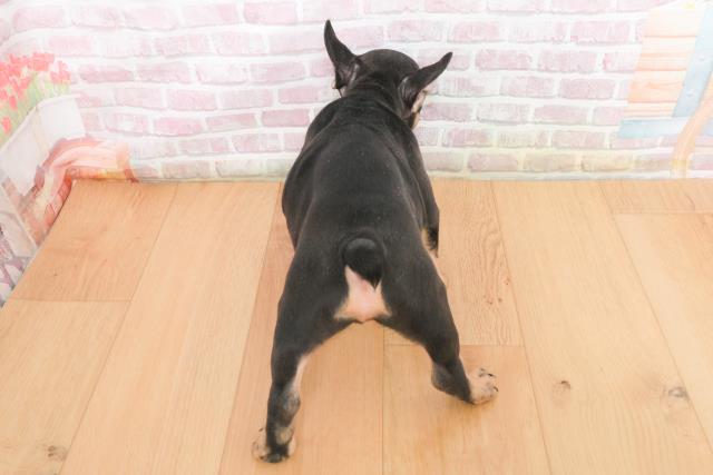 青森県のフレンチブルドッグ (Coo&RIKU弘前店/2025年11月9日生まれ/男の子/ブラックタン)の子犬の4枚目の画像