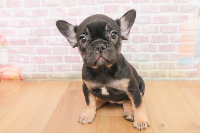 岩手県のフレンチブルドッグ (Coo&RIKU一関店/2025年11月9日生まれ/女の子/ブラックタン)の子犬の1枚目の画像