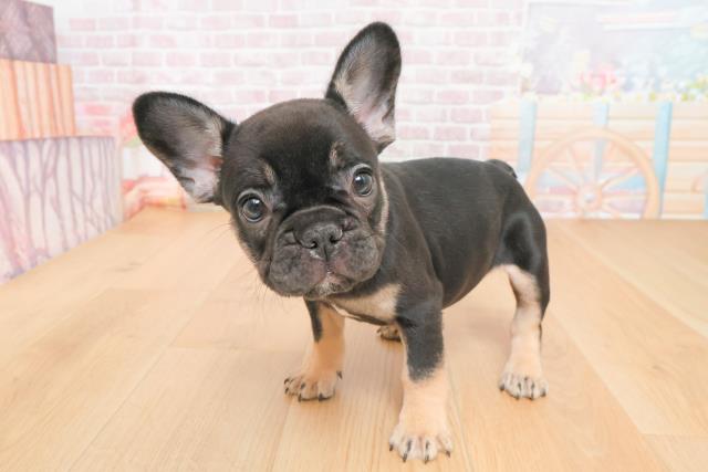 岩手県のフレンチブルドッグ (Coo&RIKU一関店/2025年11月9日生まれ/女の子/ブラックタン)の子犬の2枚目の画像