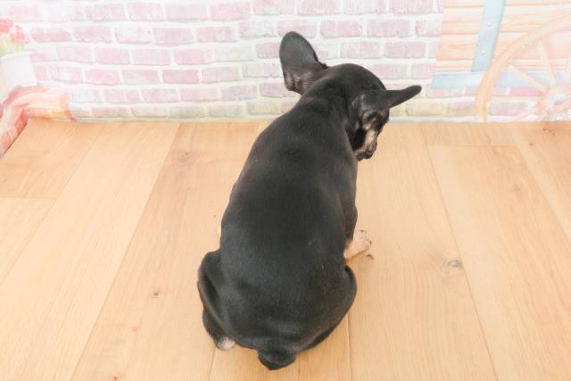 岩手県のフレンチブルドッグ (Coo&RIKU一関店/2025年11月9日生まれ/女の子/ブラックタン)の子犬の4枚目の画像