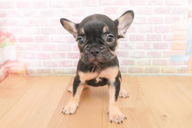 宮城県のフレンチブルドッグ (Coo&RIKUイオンタウン古川店/2025年11月9日生まれ/女の子/ブラックタン)の子犬の1枚目の画像