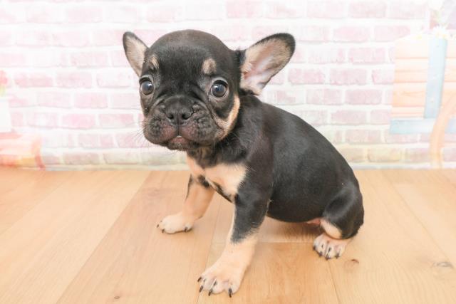宮城県のフレンチブルドッグ (Coo&RIKUイオンタウン古川店/2025年11月9日生まれ/女の子/ブラックタン)の子犬の2枚目の画像
