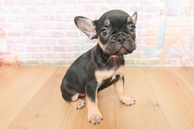 宮城県のフレンチブルドッグ (Coo&RIKUイオンタウン古川店/2025年11月9日生まれ/女の子/ブラックタン)の子犬の3枚目の画像