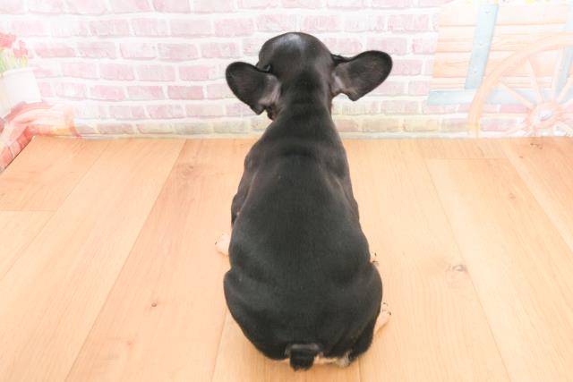 宮城県のフレンチブルドッグ (Coo&RIKUイオンタウン古川店/2025年11月9日生まれ/女の子/ブラックタン)の子犬の4枚目の画像