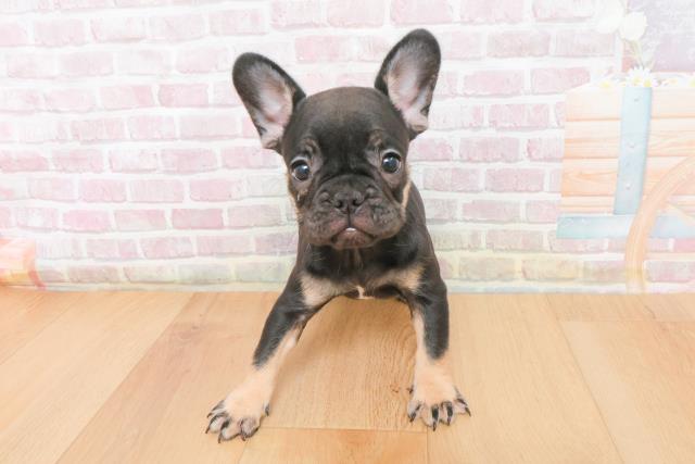 福島県のフレンチブルドッグ (Coo&RIKUいわき店/2025年11月9日生まれ/女の子/ブラックタン)の子犬の1枚目の画像