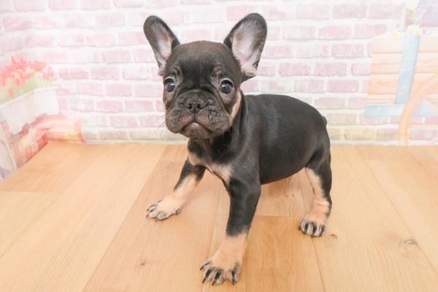 福島県のフレンチブルドッグ (Coo&RIKUいわき店/2025年11月9日生まれ/女の子/ブラックタン)の子犬の2枚目の画像