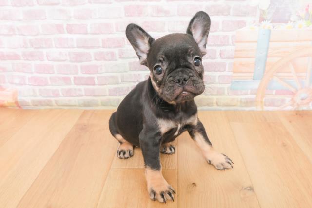 福島県のフレンチブルドッグ (Coo&RIKUいわき店/2025年11月9日生まれ/女の子/ブラックタン)の子犬の3枚目の画像
