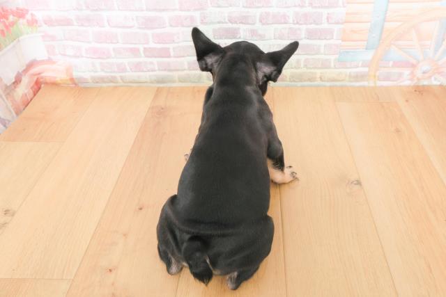 福島県のフレンチブルドッグ (Coo&RIKUいわき店/2025年11月9日生まれ/女の子/ブラックタン)の子犬の4枚目の画像