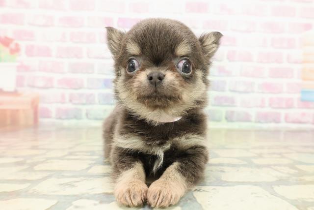 北海道のチワワ(ロング) (Coo&RIKU釧路店/2025年11月8日生まれ/女の子/ブルータン)の子犬の1枚目の画像