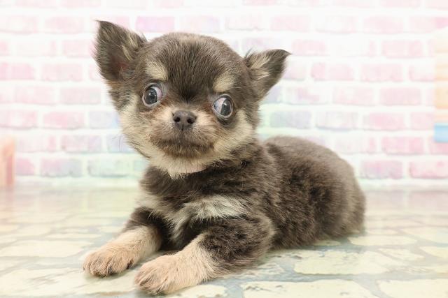 北海道のチワワ(ロング) (Coo&RIKU釧路店/2025年11月8日生まれ/女の子/ブルータン)の子犬の2枚目の画像