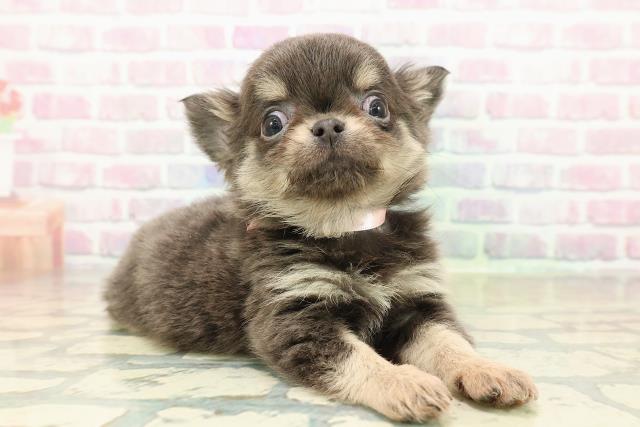 北海道のチワワ(ロング) (Coo&RIKU釧路店/2025年11月8日生まれ/女の子/ブルータン)の子犬の3枚目の画像