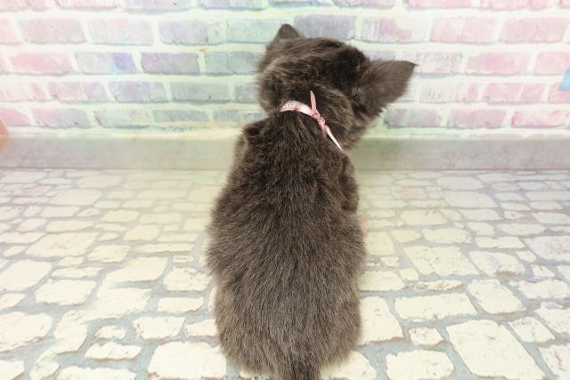 北海道のチワワ(ロング) (Coo&RIKU釧路店/2025年11月8日生まれ/女の子/ブルータン)の子犬の4枚目の画像