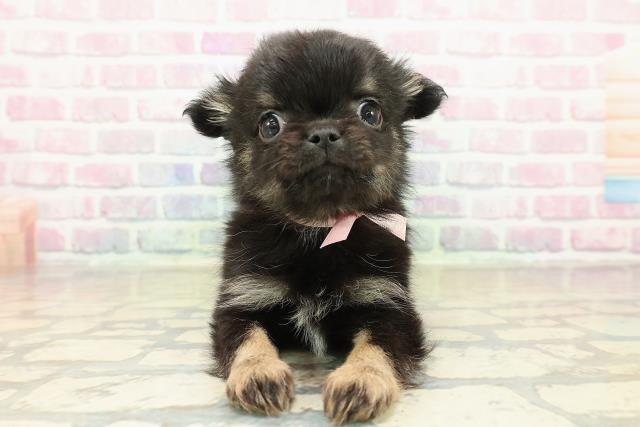 北海道のチワワ(ロング) (Coo&RIKU岩見沢店/2025年11月8日生まれ/女の子/ブラックタン)の子犬の1枚目の画像