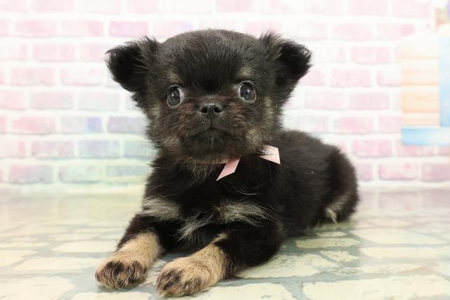 北海道のチワワ(ロング) (Coo&RIKU岩見沢店/2025年11月8日生まれ/女の子/ブラックタン)の子犬の2枚目の画像