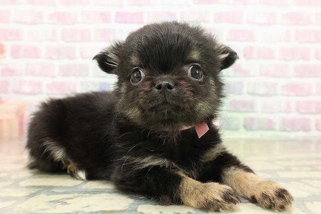 北海道のチワワ(ロング) (Coo&RIKU岩見沢店/2025年11月8日生まれ/女の子/ブラックタン)の子犬の3枚目の画像