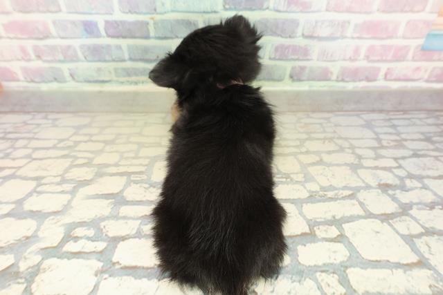 北海道のチワワ(ロング) (Coo&RIKU岩見沢店/2025年11月8日生まれ/女の子/ブラックタン)の子犬の4枚目の画像