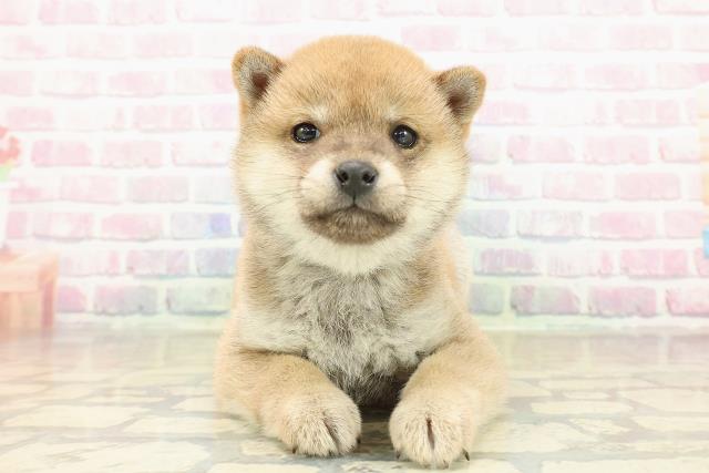 東京都の豆柴 (Coo&RIKU浅草店/2025年11月10日生まれ/男の子/胡麻)の子犬の1枚目の画像