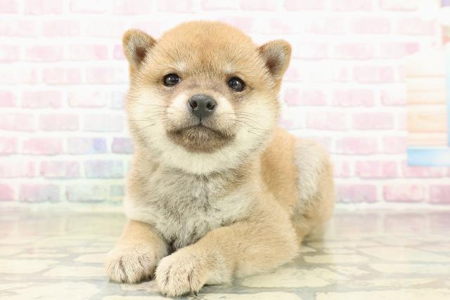 東京都の豆柴 (Coo&RIKU浅草店/2025年11月10日生まれ/男の子/胡麻)の子犬の2枚目の画像