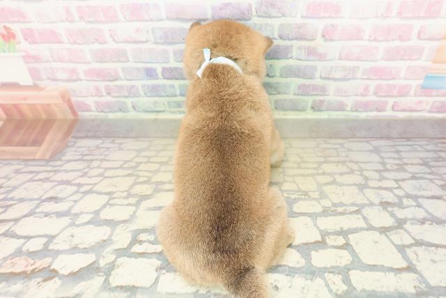 東京都の豆柴 (Coo&RIKU浅草店/2025年11月10日生まれ/男の子/胡麻)の子犬の4枚目の画像