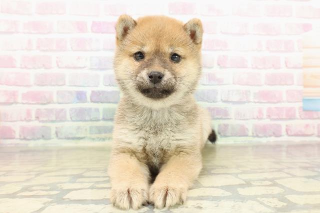 東京都の豆柴 (Coo&RIKU広尾店/2025年11月10日生まれ/女の子/胡麻)の子犬の1枚目の画像