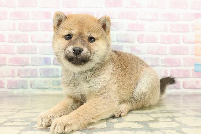 東京都の豆柴 (Coo&RIKU広尾店/2025年11月10日生まれ/女の子/胡麻)の子犬の2枚目の画像