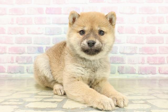 東京都の豆柴 (Coo&RIKU広尾店/2025年11月10日生まれ/女の子/胡麻)の子犬の3枚目の画像