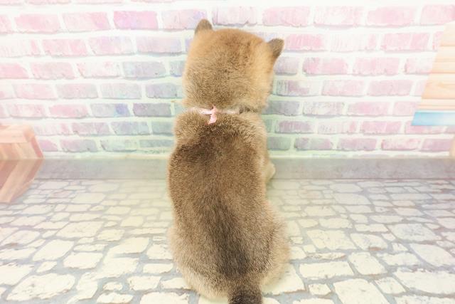 東京都の豆柴 (Coo&RIKU広尾店/2025年11月10日生まれ/女の子/胡麻)の子犬の4枚目の画像