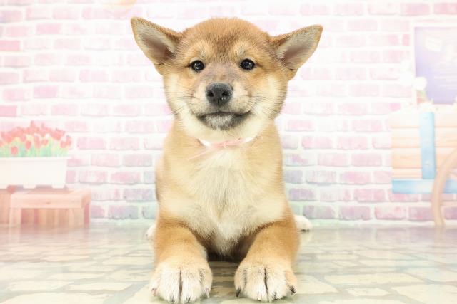 北海道の柴犬(標準サイズ) (Coo&RIKU函館店/2025年10月29日生まれ/女の子/赤)の子犬の1枚目の画像