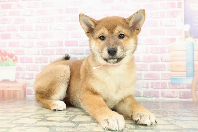 北海道の柴犬(標準サイズ) (Coo&RIKU函館店/2025年10月29日生まれ/女の子/赤)の子犬の3枚目の画像