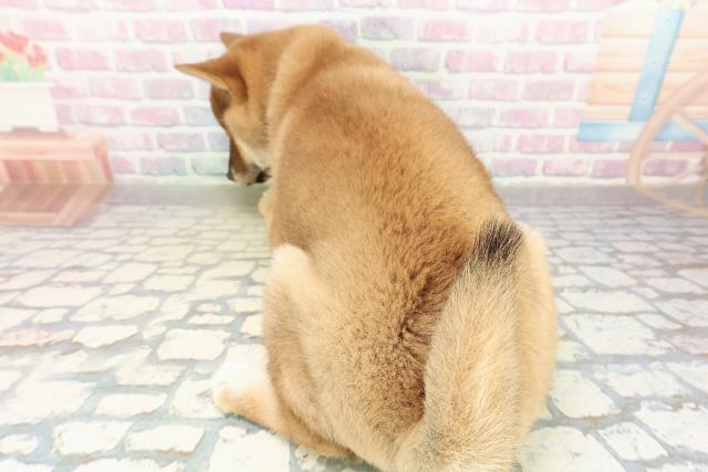 北海道の柴犬(標準サイズ) (Coo&RIKU函館店/2025年10月29日生まれ/女の子/赤)の子犬の4枚目の画像