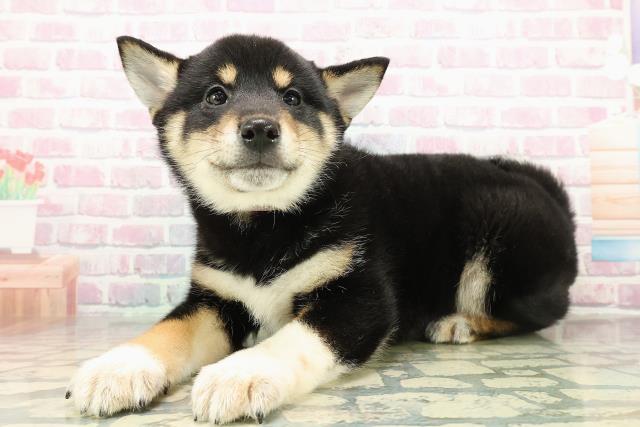 秋田県の柴犬(標準サイズ) (Coo&RIKU秋田店/2025年10月29日生まれ/女の子/黒)の子犬の2枚目の画像