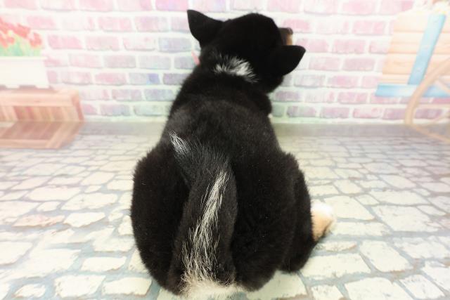 秋田県の柴犬(標準サイズ) (Coo&RIKU秋田店/2025年10月29日生まれ/女の子/黒)の子犬の4枚目の画像