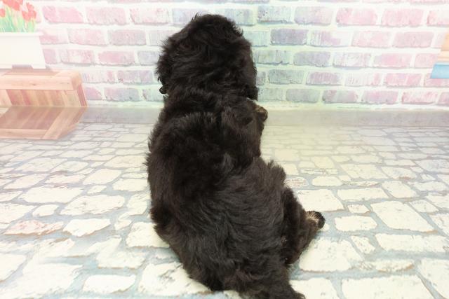 埼玉県のトイプードル(トイ) (Coo&RIKUアニマルケアセンター大宮/2025年11月10日生まれ/男の子/ブラック)の子犬の4枚目の画像