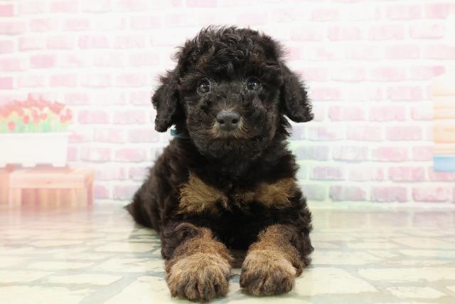 新潟県のトイプードル(トイ) (Coo&RIKU長岡店/2025年11月10日生まれ/男の子/ブラックタン)の子犬の1枚目の画像