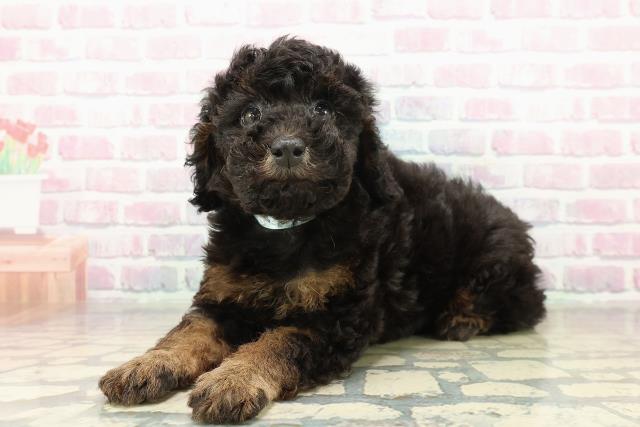 新潟県のトイプードル(トイ) (Coo&RIKU長岡店/2025年11月10日生まれ/男の子/ブラックタン)の子犬の2枚目の画像