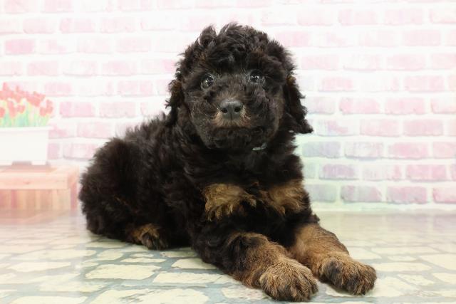 新潟県のトイプードル(トイ) (Coo&RIKU長岡店/2025年11月10日生まれ/男の子/ブラックタン)の子犬の3枚目の画像