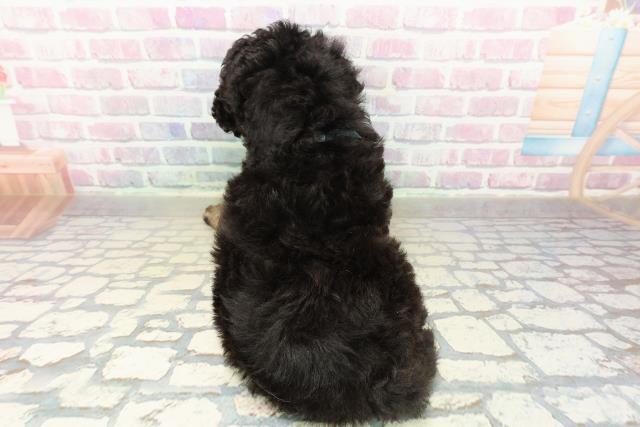 新潟県のトイプードル(トイ) (Coo&RIKU長岡店/2025年11月10日生まれ/男の子/ブラックタン)の子犬の4枚目の画像