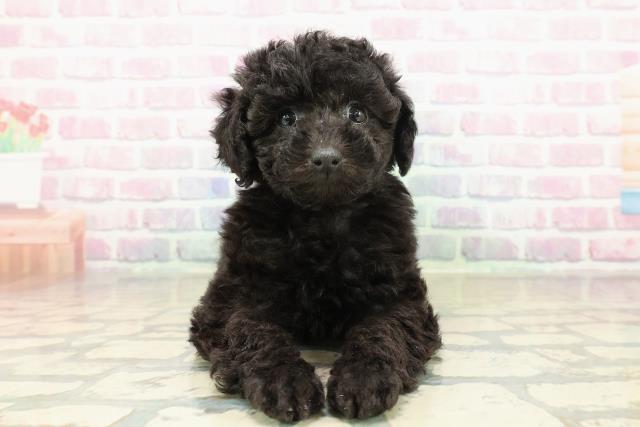 新潟県のトイプードル(トイ) (Coo&RIKU上越店/2025年11月10日生まれ/女の子/ブラック)の子犬の1枚目の画像